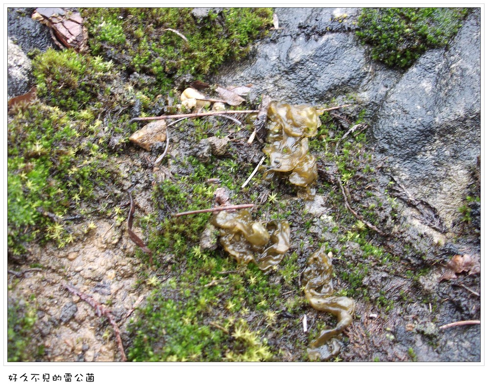 山里面的雷公菌