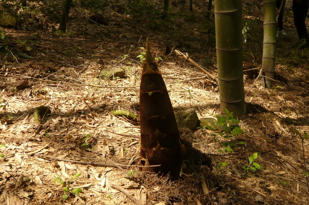 【瓦屋山打笋节】2023洪雅瓦屋山打笋节时间、地点、活动 