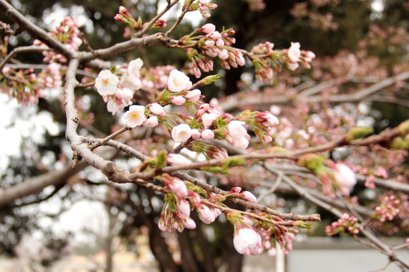 2023青岛中山公园樱花什么时候开，2023青岛中山公园樱花 