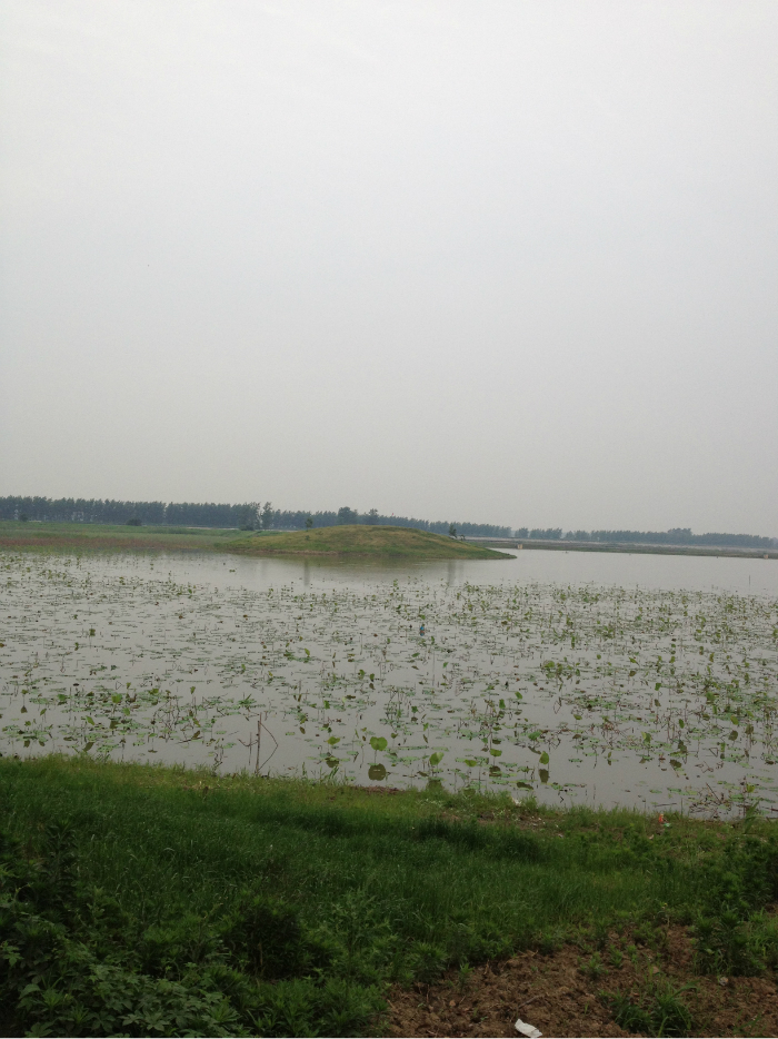 武汉汉南沉湖湿地