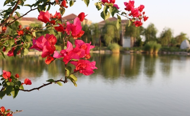 看鲜花美景，说陈年旧事