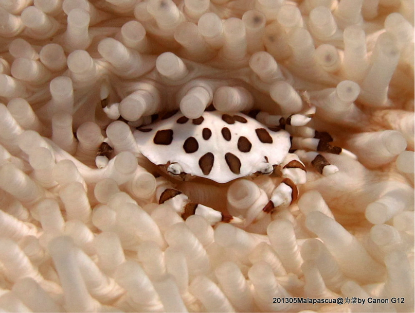 马拉帕斯加异国海岛潜水沙滩度假村 斑马蟹zebra crab,窝在海参肚皮