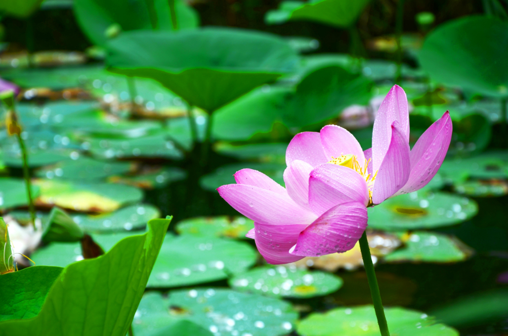 那木斯莱——莲花盛开的湖