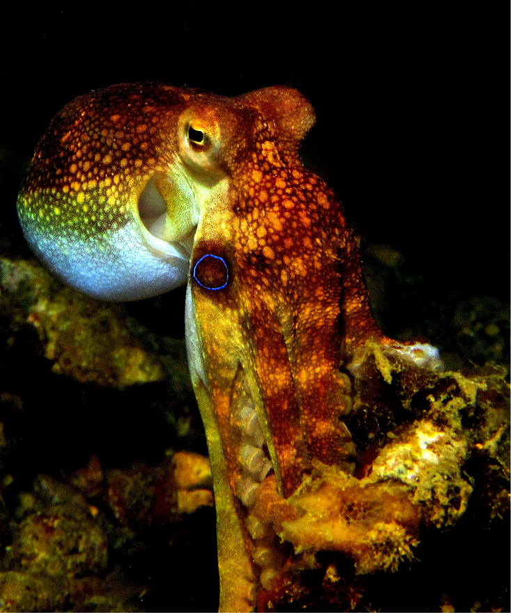 【伊洛伊洛图片】