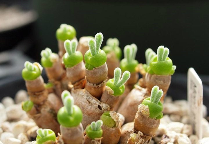 多肉植物的故乡——美国加州 