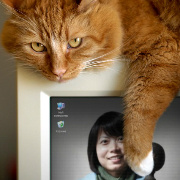 阿拉蕾的小胡狸