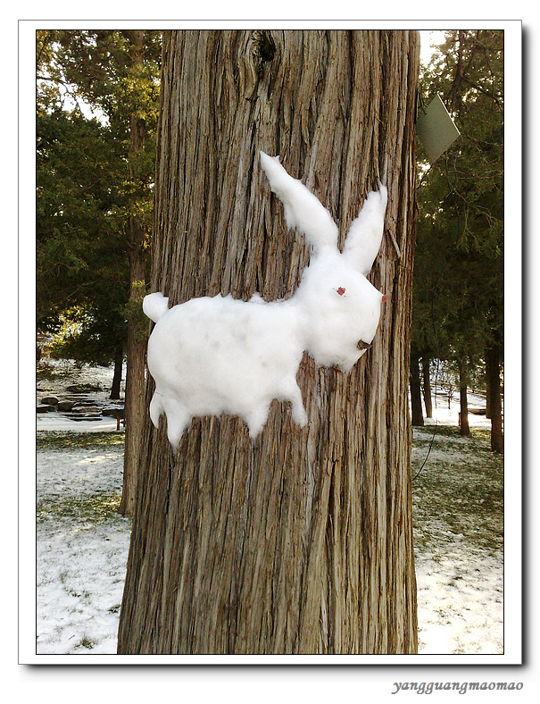 那天去景山公园,看到一只活灵活现的兔子,趴在古老的松树上,着实可爱.