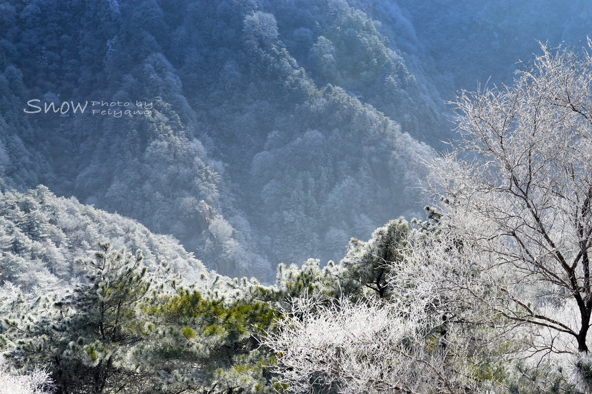 泰山：一夜春风，千树梨花