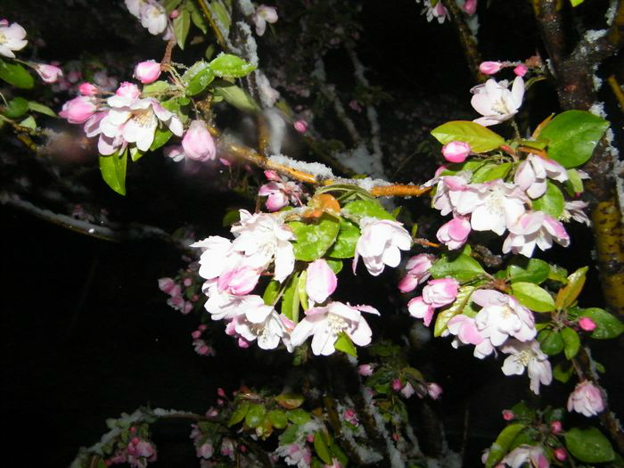 雪压海棠花无泪