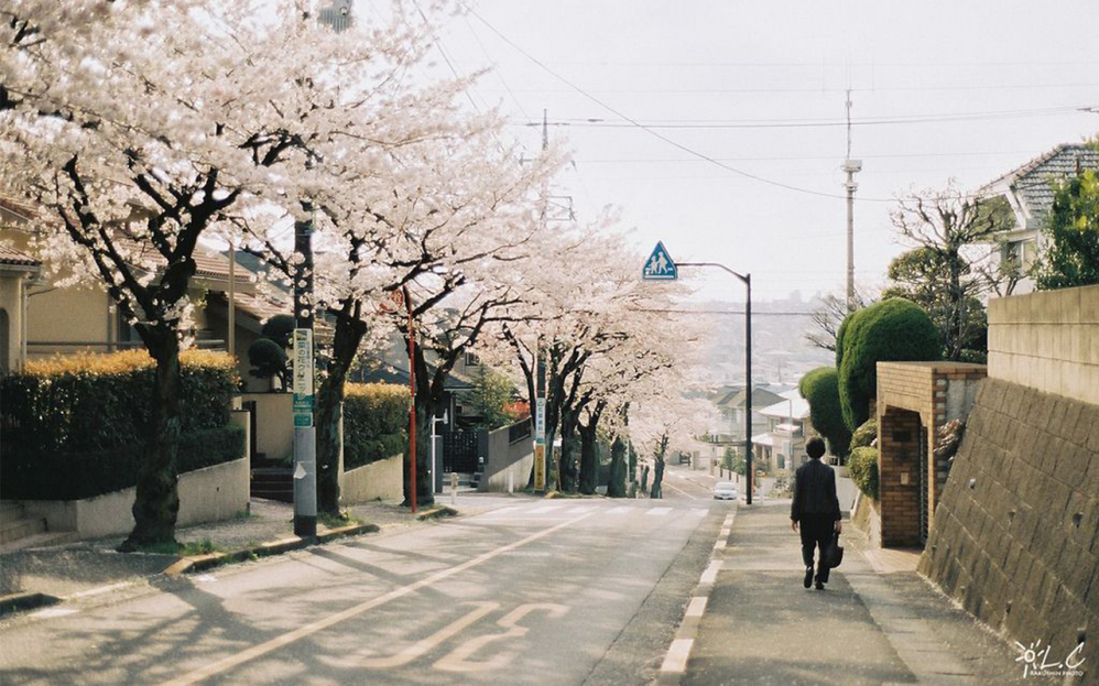 依然爱桜