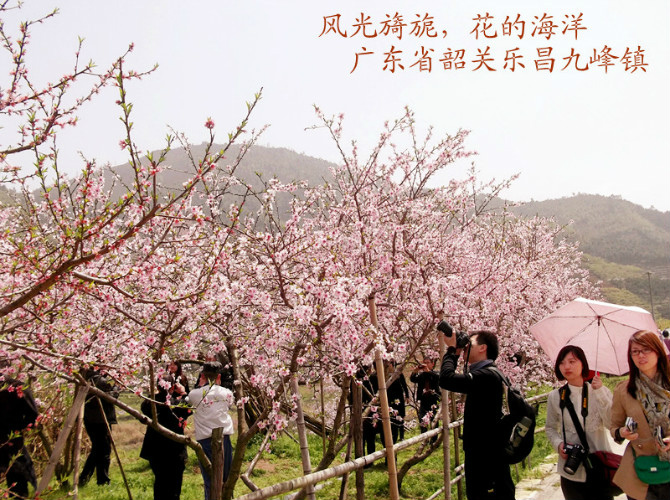 桃花开在九峰九峰桃花节