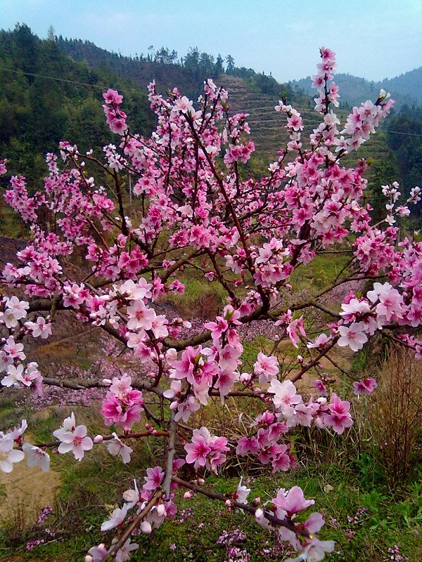 桃花开在九峰九峰桃花节