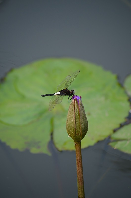 2014.6.14   醉白池