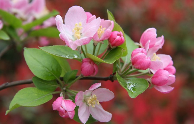 北京春天最早开的花——海棠花海棠花的花语是"暗恋",每年4月下旬到5