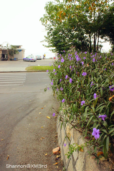 绿配红好看吗 wKgB4lJViGeAUP9EAAj9t_a9SYM33.jpeg?imageView2%2F2%2Fw%2F600%2Fh%2F600%2Fq%2F90