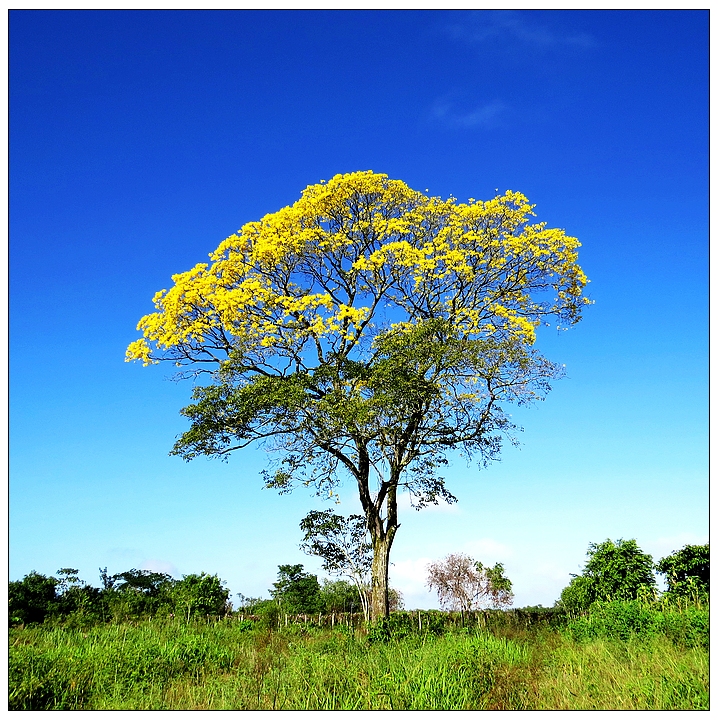 绿心树，未了缘_游记