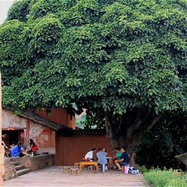 诺邓大青树客栈