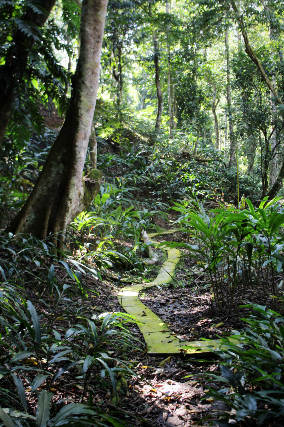 勐腊必游景点 西双版纳热带季雨林自然保护区(云南·西双版纳)——动