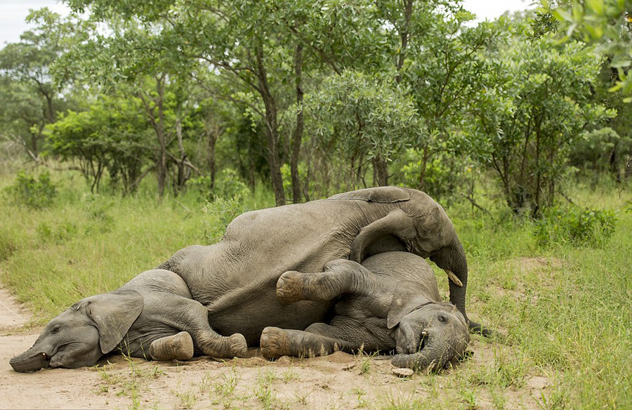 【大象喝醉了】南非大象食过多发酵水果醉倒 