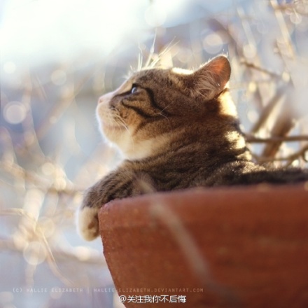 踏雪红颜