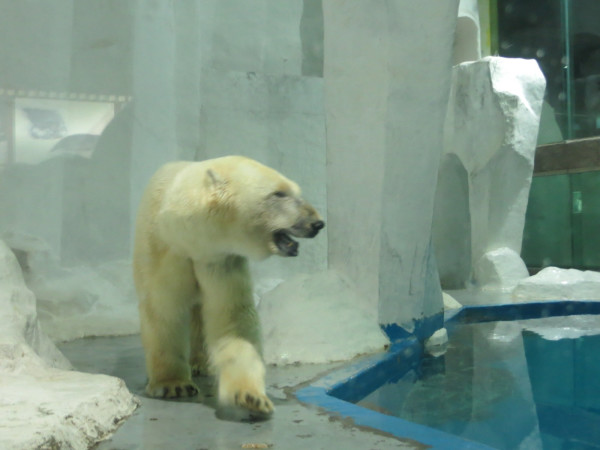 海底动物的特点简介 wKgB4lONuh2AMxWEAARDP9X5VbE22.jpeg?imageView2%2F2%2Fw%2F600%2Fq%2F90%7CimageMogr2%2Fstrip%2Fquality%2F90