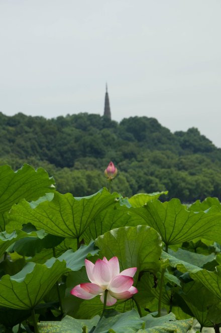 杭州西湖风景名胜区-曲院风荷   