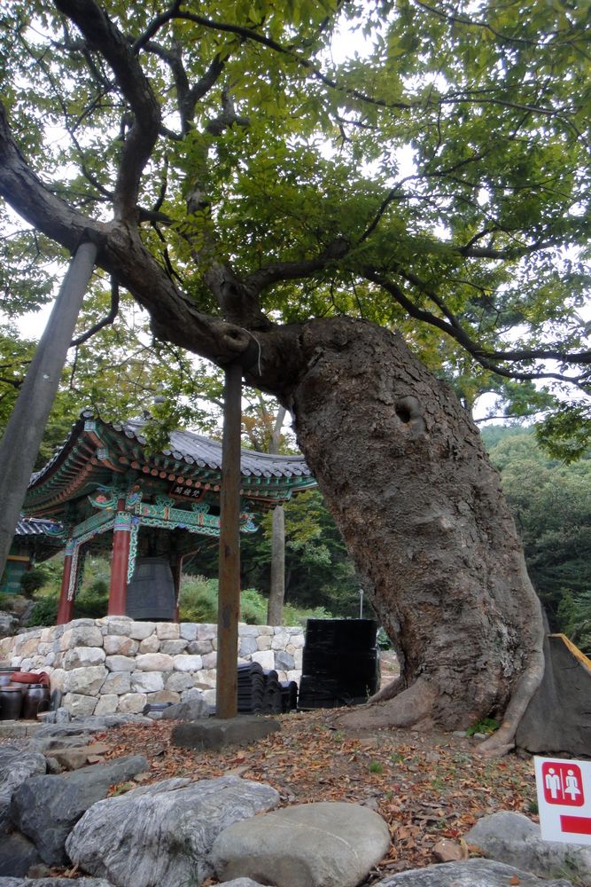 转机遇仁川一游_游记