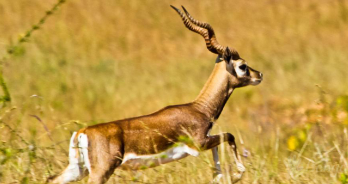 Blackbuck Conservation Area图片