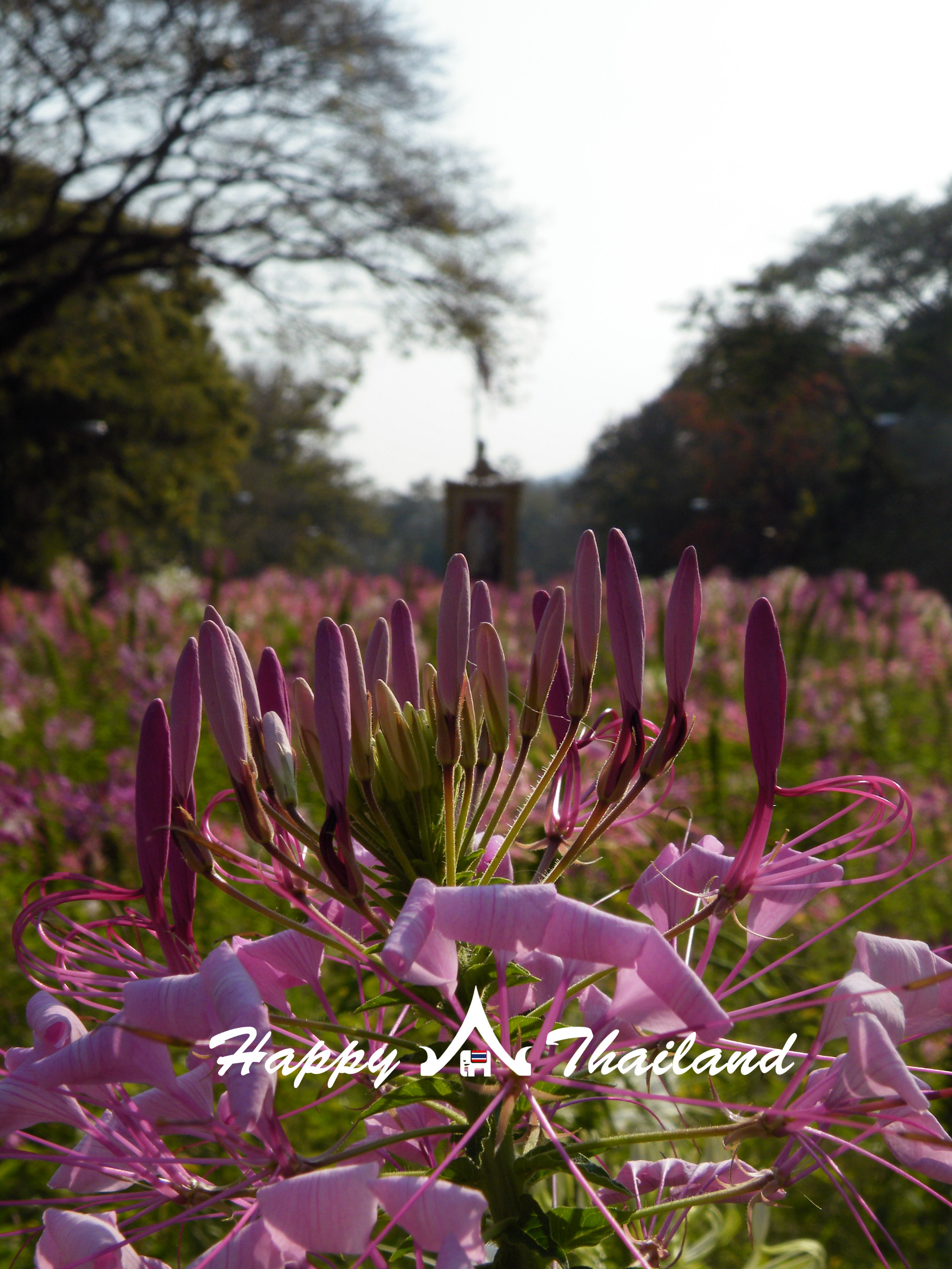 20142happythailand独行暹罗