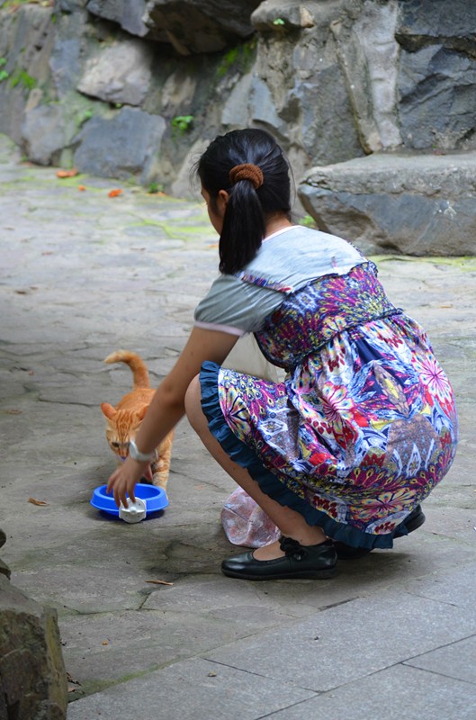 喂流浪猫的小女孩