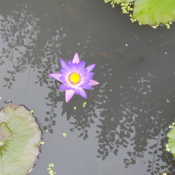 冷烟寒雨