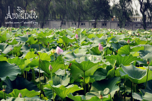 什么是出水芙蓉 wKgB6lPxgmqAOc8bAAQUkjrgLwI92.jpeg?imageView2%2F2%2Fw%2F600%2Fh%2F600%2Fq%2F90