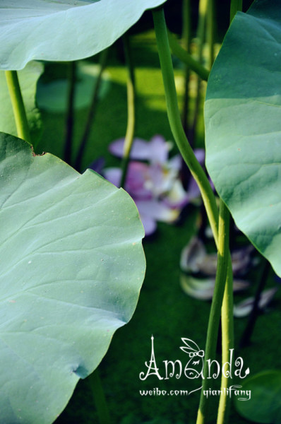 什么是出水芙蓉 wKgB6lPxgnOANtC-AAJRvUkC-Bg98.jpeg?imageView2%2F2%2Fw%2F600%2Fh%2F600%2Fq%2F90
