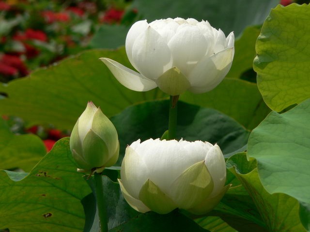 【白洋淀图片】作为吃货的我们把白洋淀游了！~！