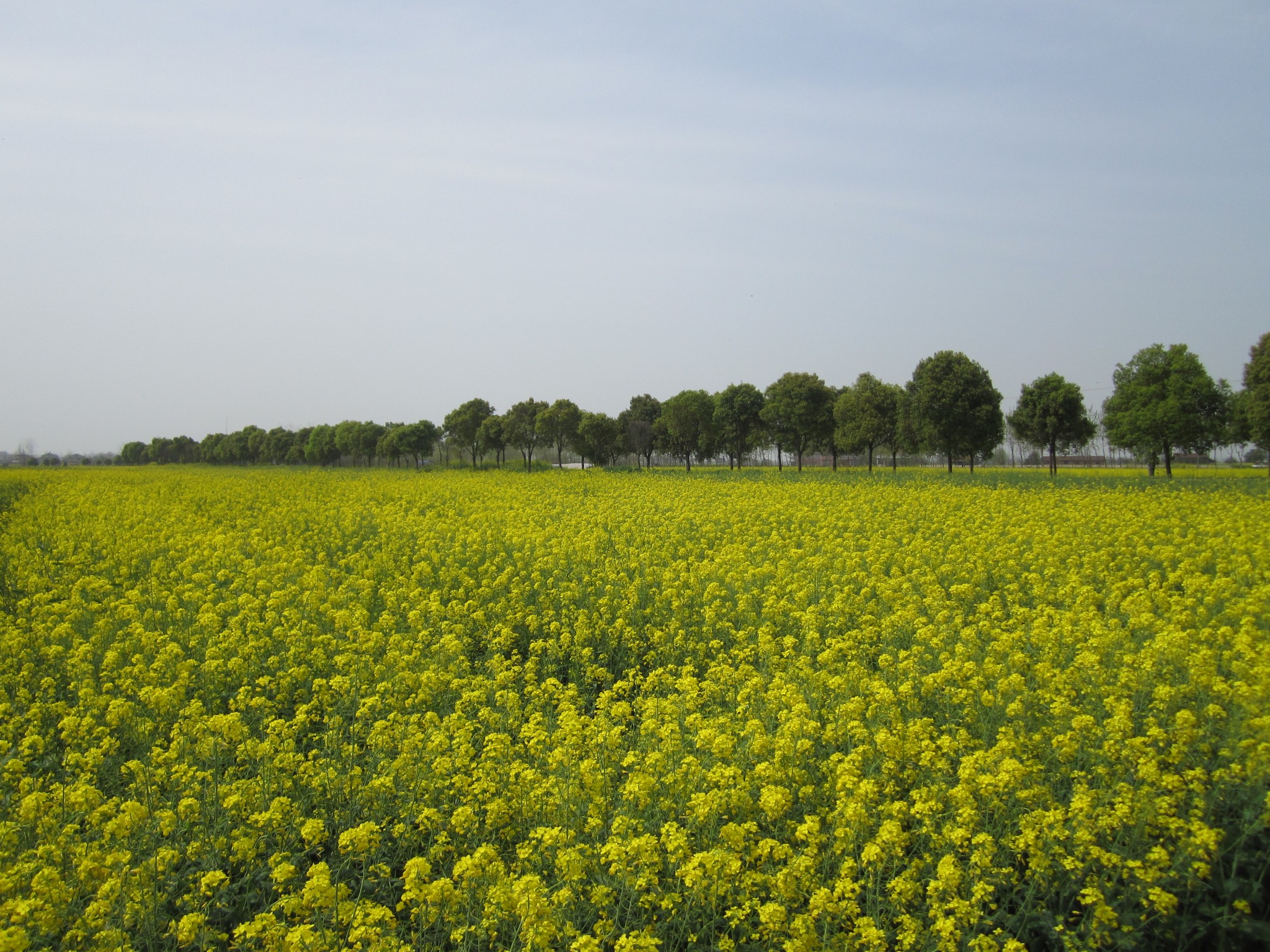 大通湖的芦苇、南县的油菜花