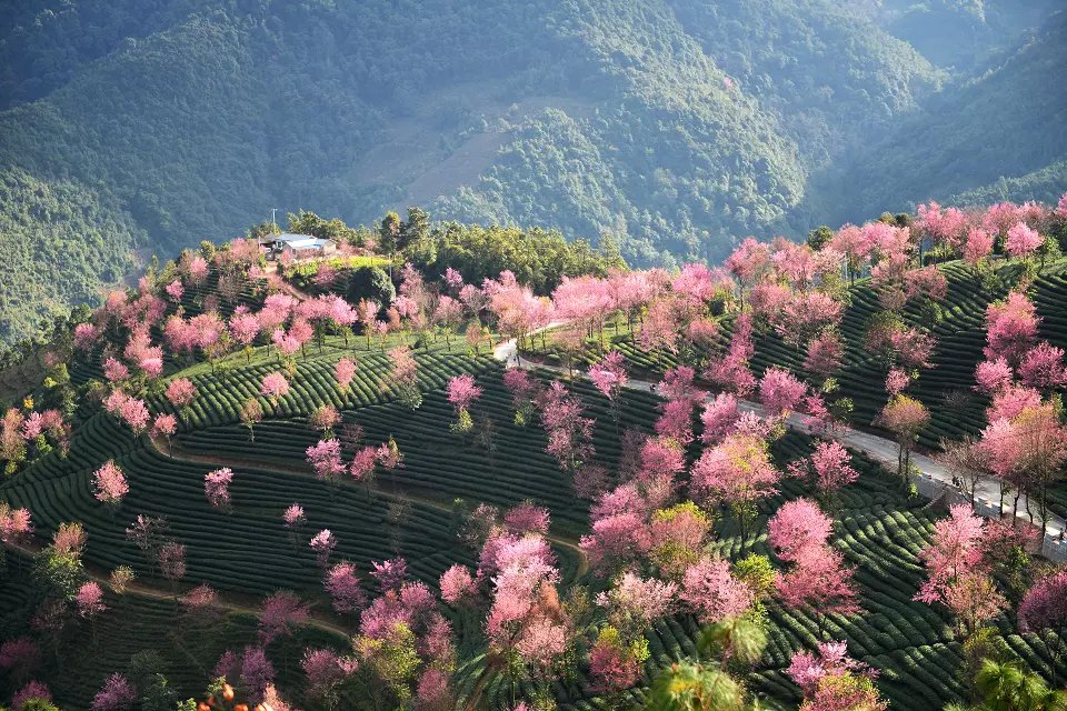 在冬的季节里，与春花秋叶来一场浪漫相遇 ——...