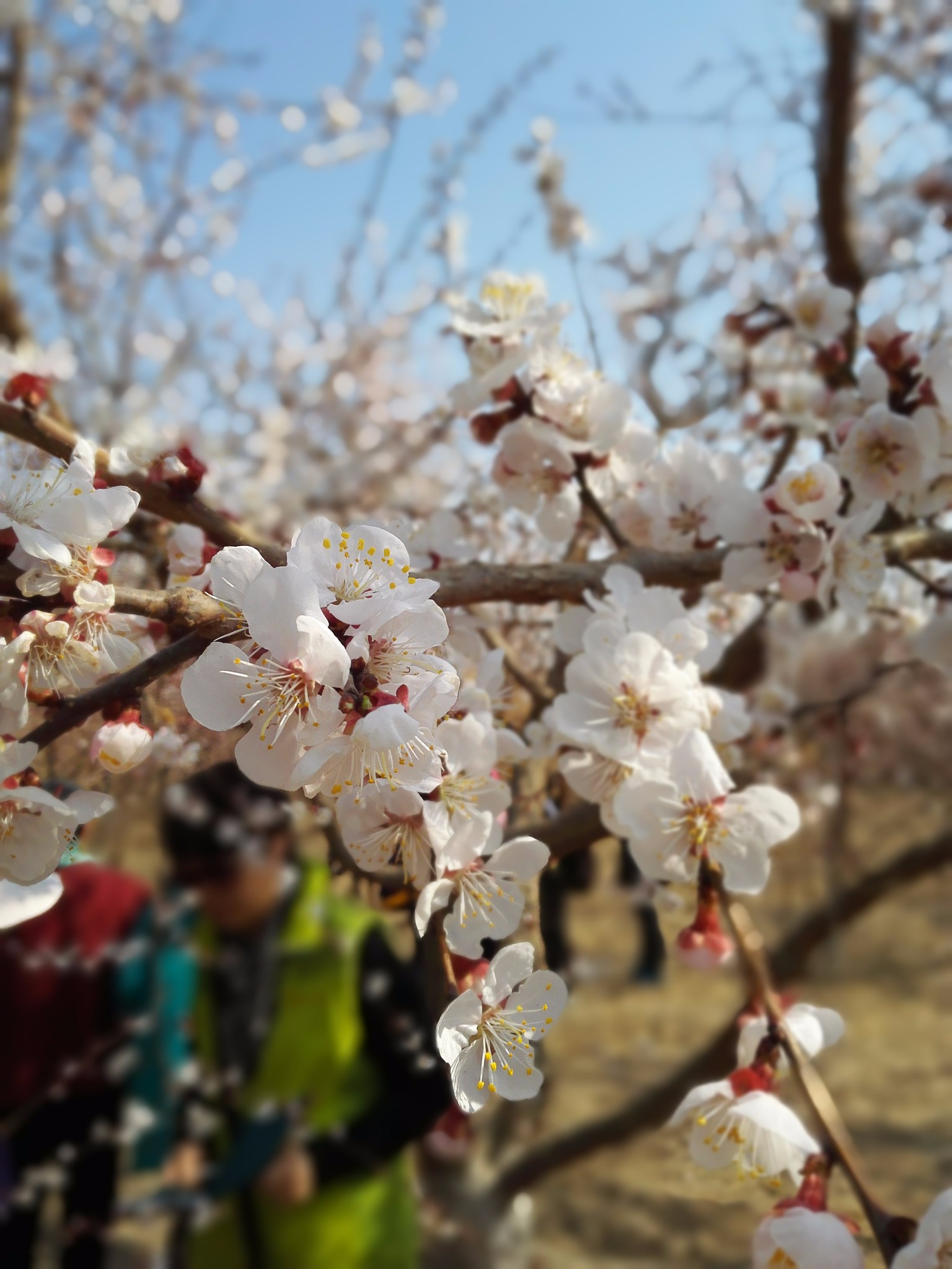 2015新疆托克逊杏花节、红河谷、怪石林一日游