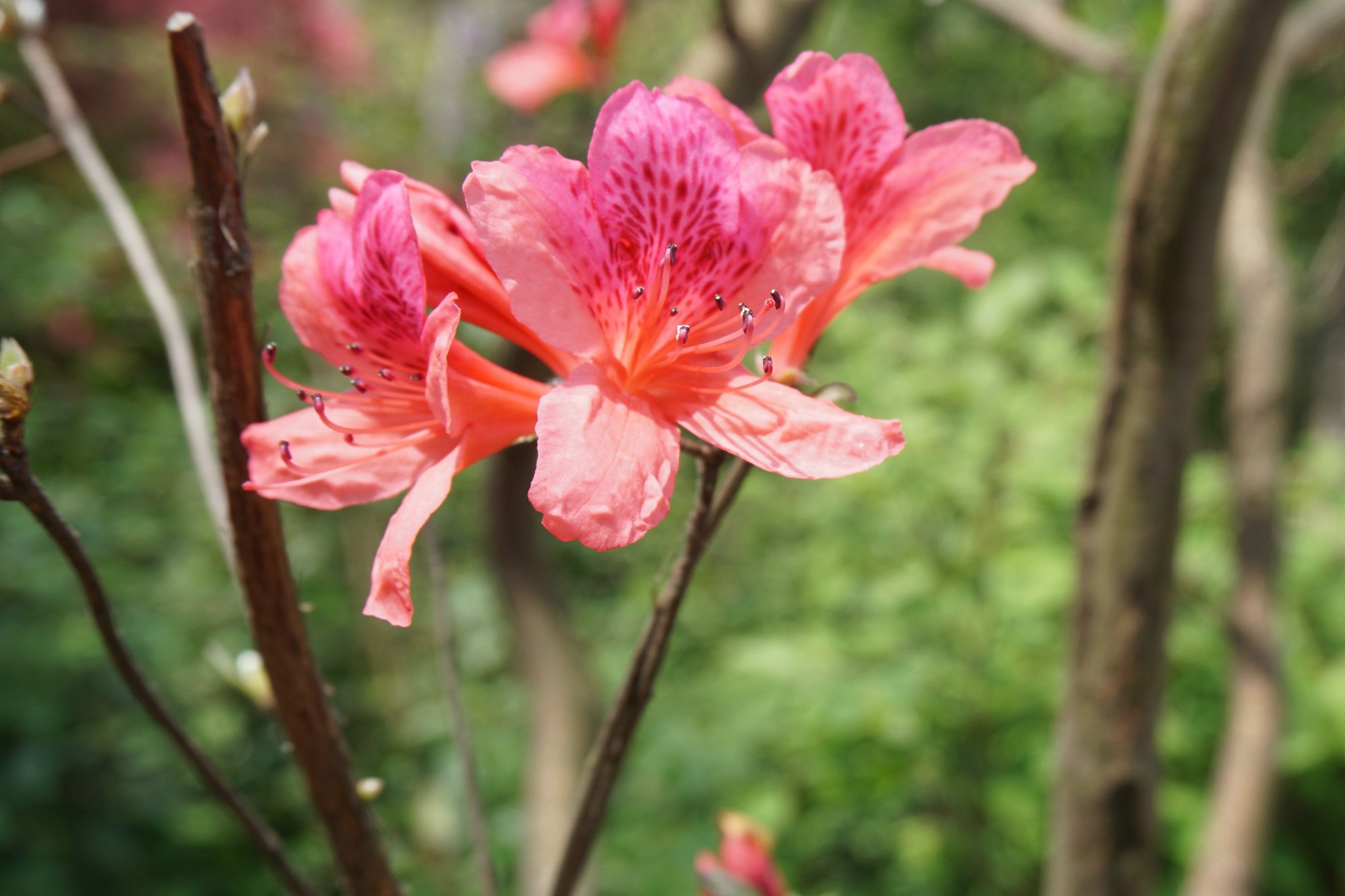 春游——黄陂云雾山看杜鹃