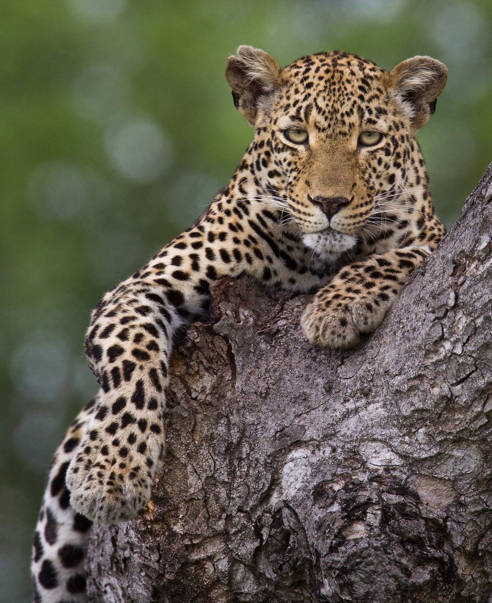 花豹!photo by sabi sabi