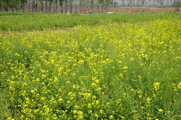 北方什么时候种油菜花 wKgBpVVnISWAGXXHABhBVZspmD065.jpeg?imageView2%2F2%2Fw%2F600%2Fh%2F600%2Fq%2F90