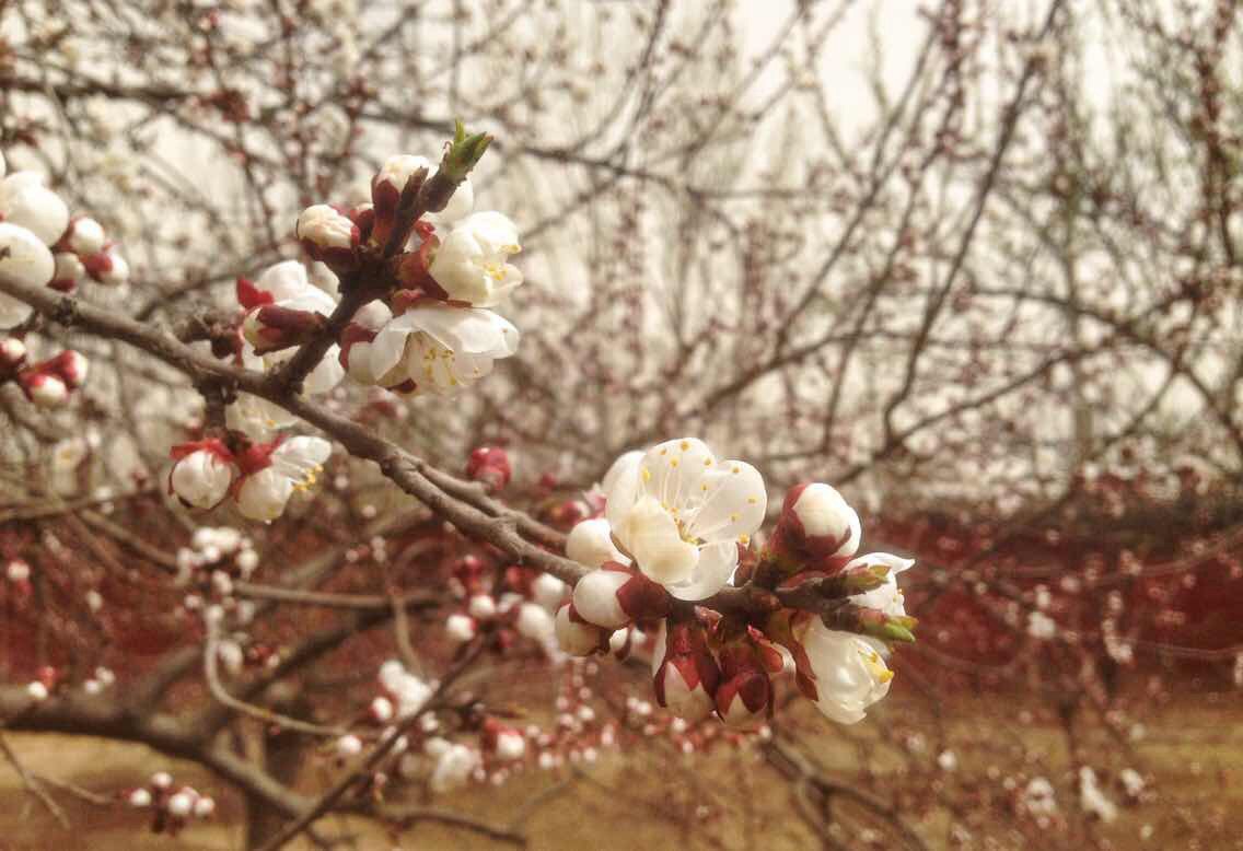 #花样游记大赛#穿越那片桃园：涿州赏花之旅