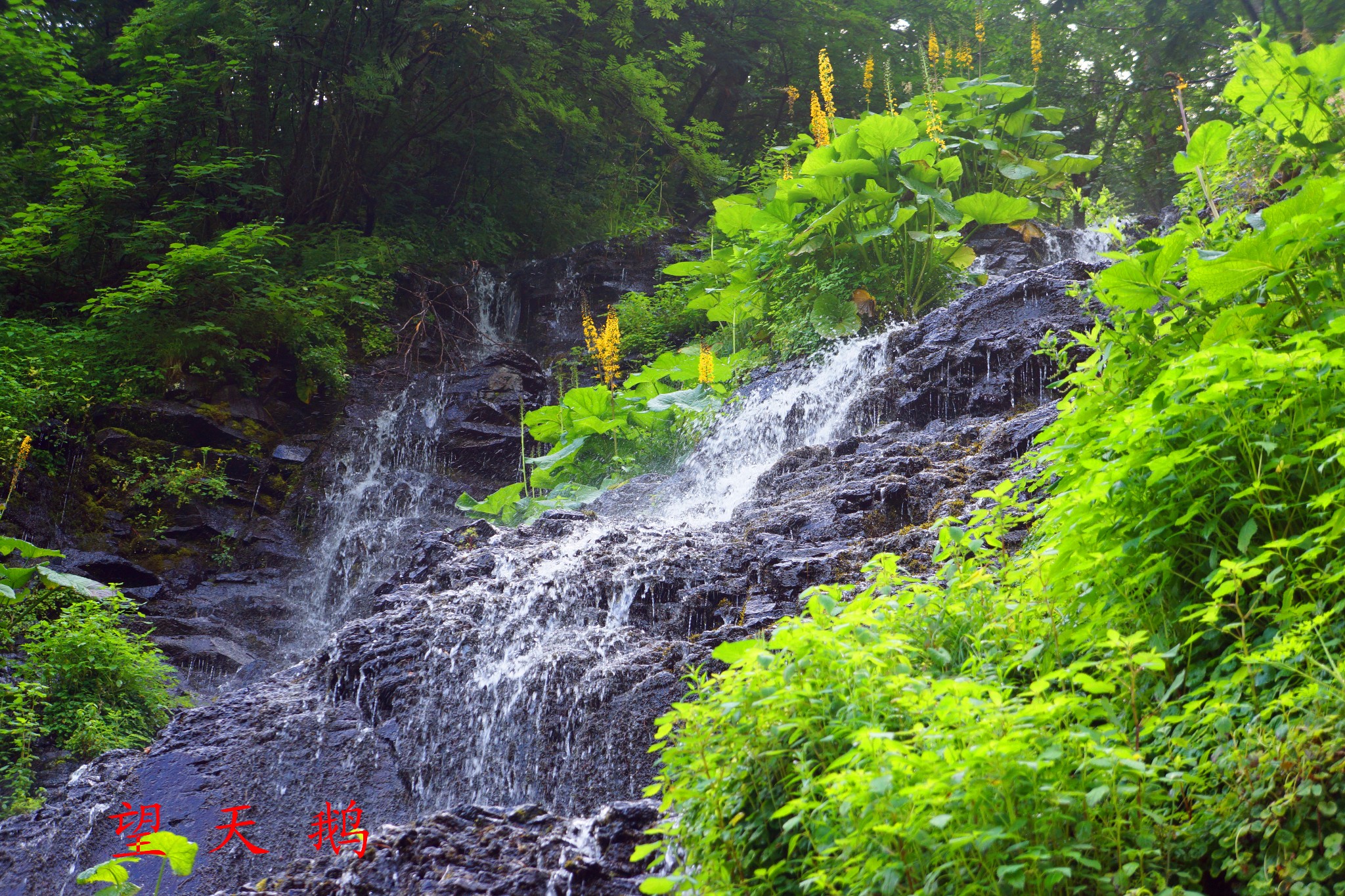 望天鹅景区