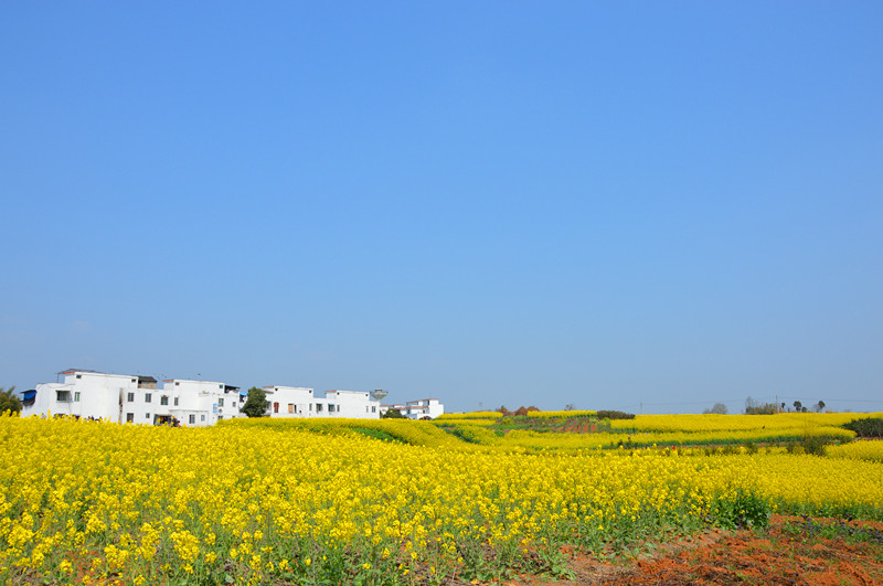 【金堂图片】#花样游记大赛#金堂三溪--醉迷油菜花海