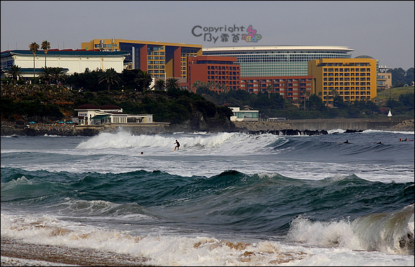 济州排名_济州真柏盆景图片