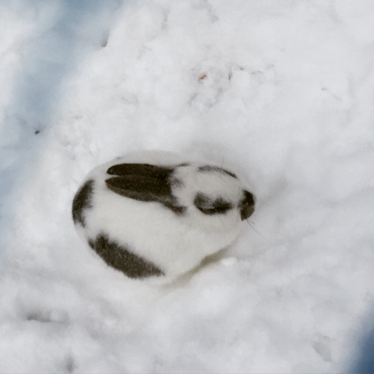wKgBpVXQeJuALdIHAALQC0T9e4s28.jpeg?imageView2%2F2%2Fw%2F600%2Fh%2F600%2Fq%2F90