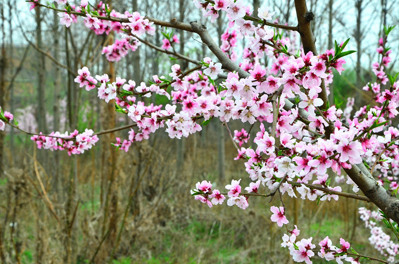 春花烂漫