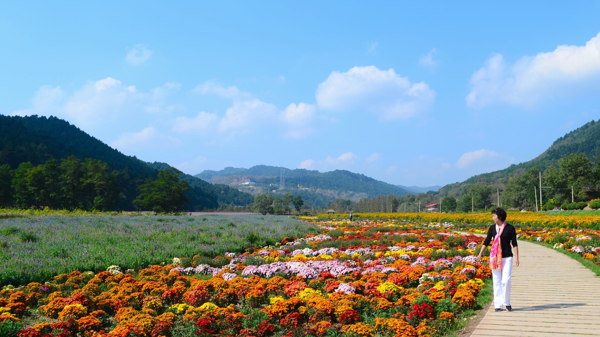 菊花溢香 烂漫金秋  ―—玉华行