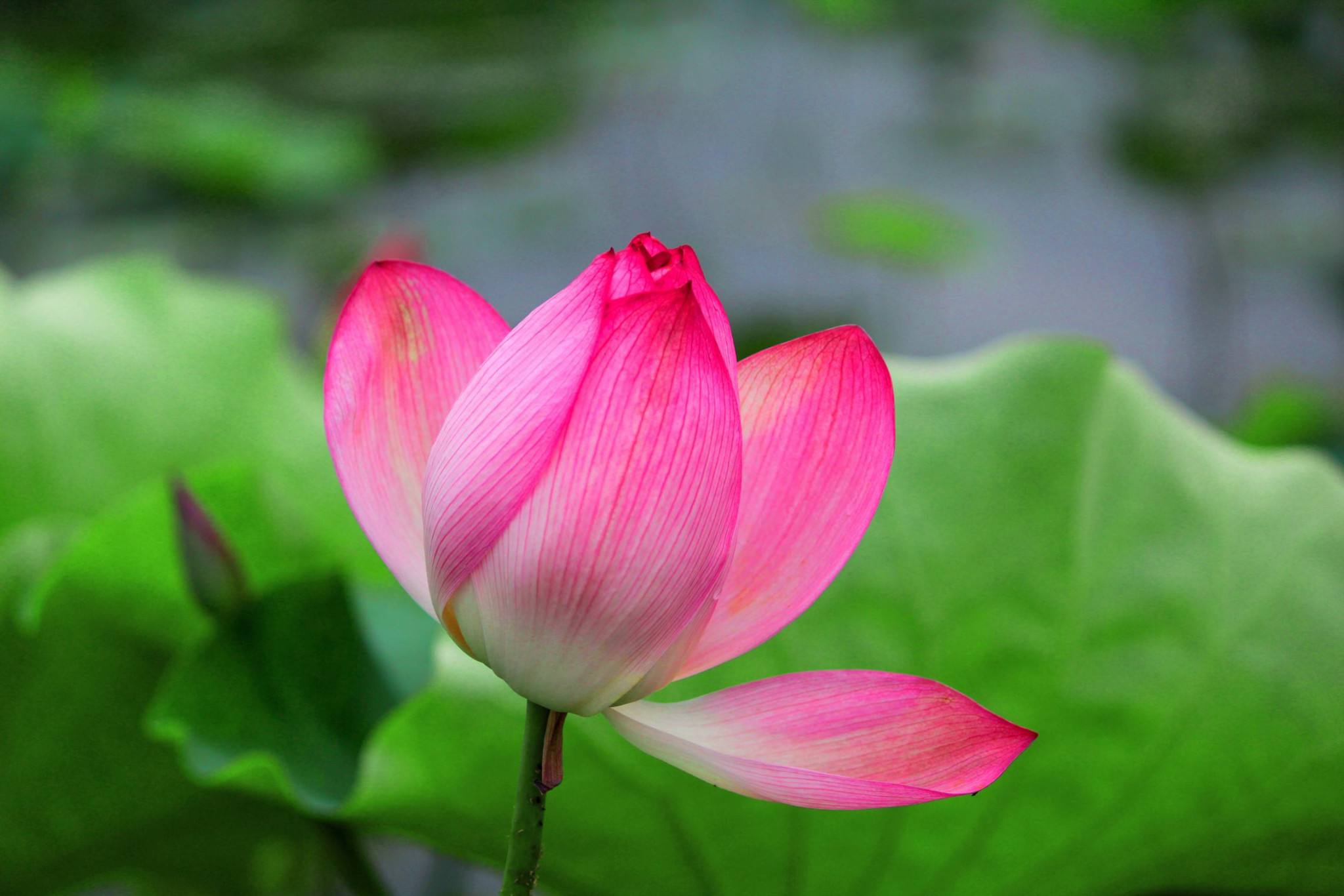 元坑古镇荷花开