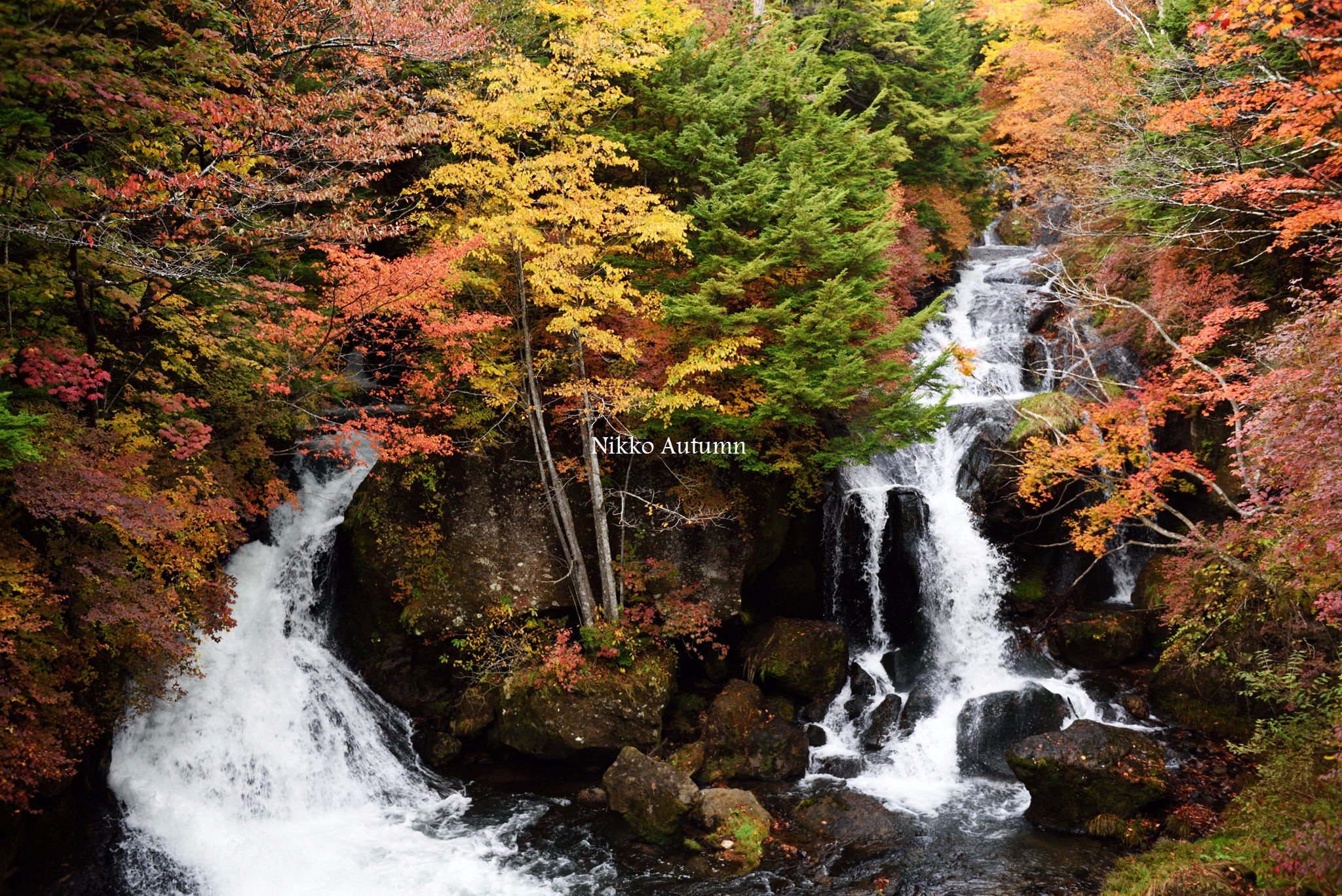【日光图片】扶桑正是秋光好，枫叶如丹照嫩寒-日光红叶行