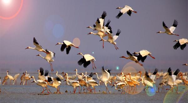 鄱阳湖观候鸟最佳时间，鄱阳湖候鸟保护区门票价格 